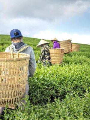 Back view of anonymous traveler carrying big wicker basket during harvesting tea leaves in plantation with locals against cloudy sky