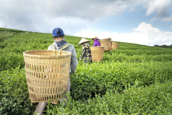 Back view of anonymous traveler carrying big wicker basket during harvesting tea leaves in plantation with locals against cloudy sky