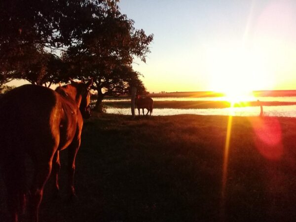 Gaucho Argentino - Imagen 5