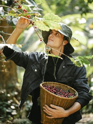 Young man harvesting coffee berries during work in farmland