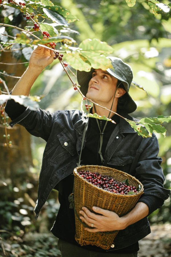 Young man harvesting coffee berries during work in farmland