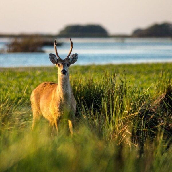Safari Fotográfico Esteros del Iberá - Imagen 4